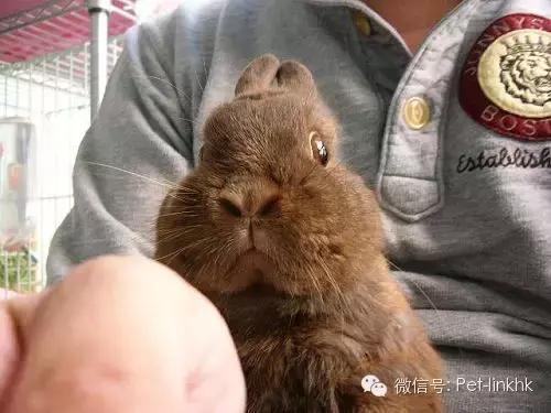 国内十大最受欢迎宠物排行,最受欢迎的宠物品种有哪些