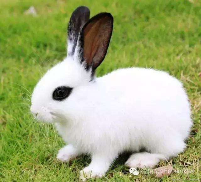 国内十大最受欢迎宠物排行,最受欢迎的宠物品种有哪些