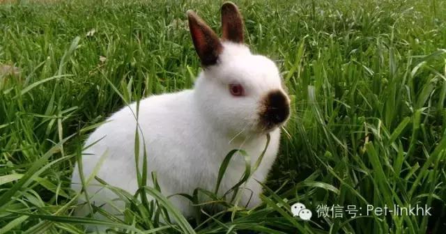 国内十大最受欢迎宠物排行,最受欢迎的宠物品种有哪些