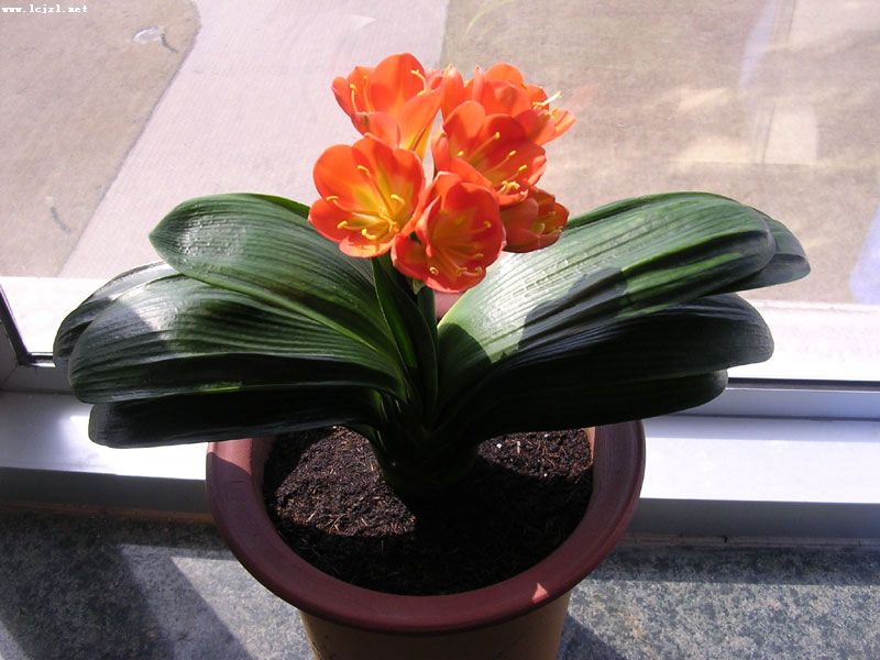 君子兰掉的小根能繁殖吗,君子兰繁殖不分盆好看吗