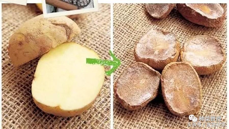 种菜土豆怎么种,阳台土豆种植技术全过程