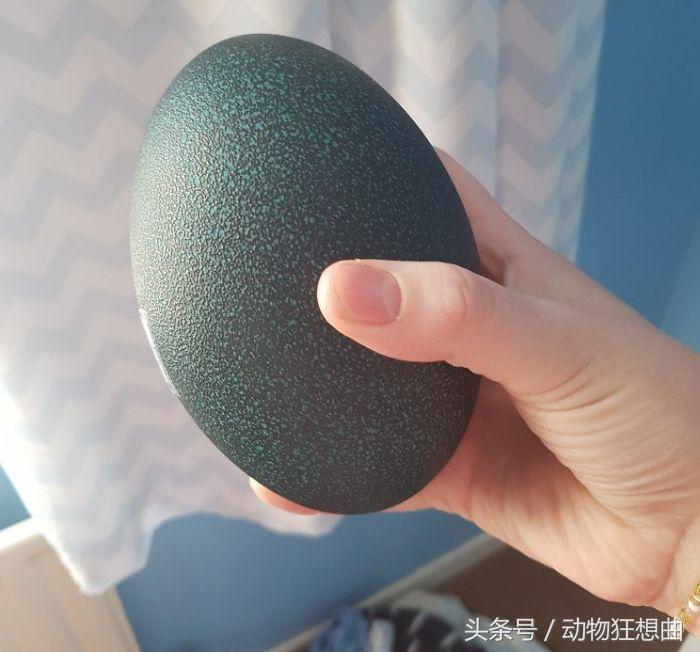 女孩买回一只鸡蛋,女子买3箱鸡蛋出一只小鸡