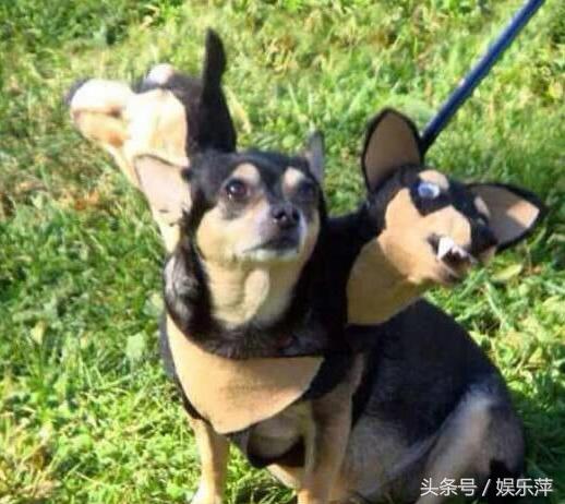 狗狗防感染头罩,一言不合就飙车原版