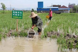 稻田泥鳅青蛙生态循环养殖,稻田里养本地泥鳅最好方法