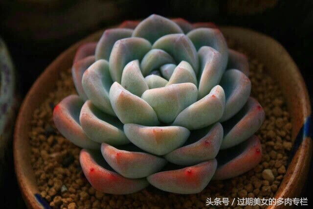 正宗颗粒土的配方,配方颗粒土