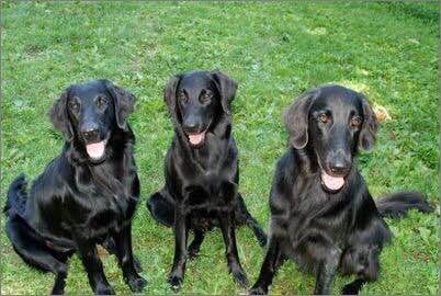 收藏狗狗的图片,收藏宠物集