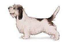 收藏狗狗的图片,收藏宠物集