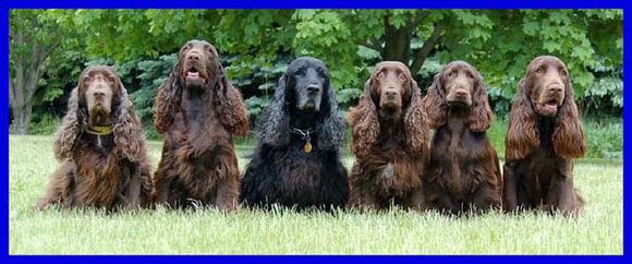 收藏狗狗的图片,收藏宠物集