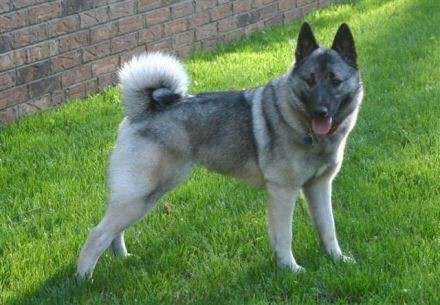 收藏狗狗的图片,收藏宠物集