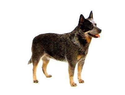 收藏狗狗的图片,收藏宠物集