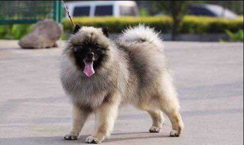 收藏狗狗的图片,收藏宠物集