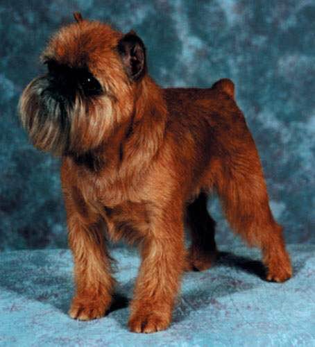 收藏狗狗的图片,收藏宠物集