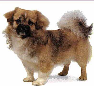 收藏狗狗的图片,收藏宠物集