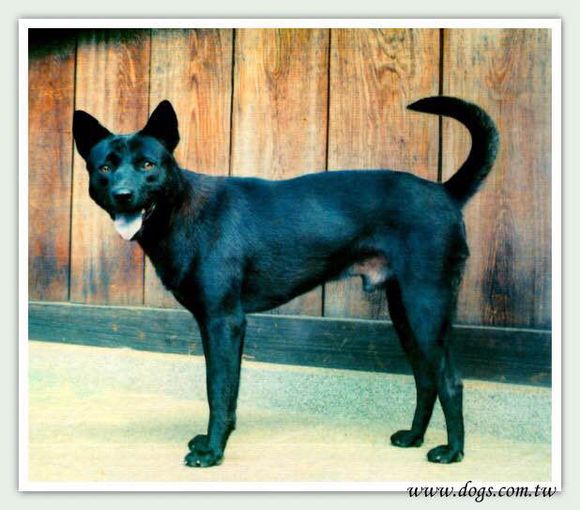 收藏狗狗的图片,收藏宠物集