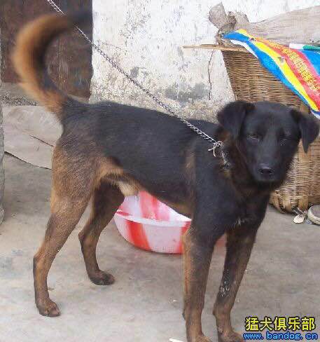 收藏狗狗的图片,收藏宠物集