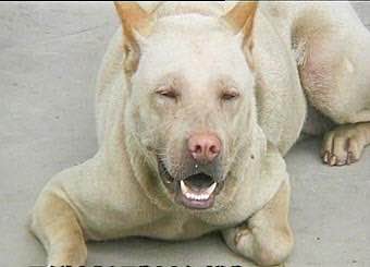 收藏狗狗的图片,收藏宠物集