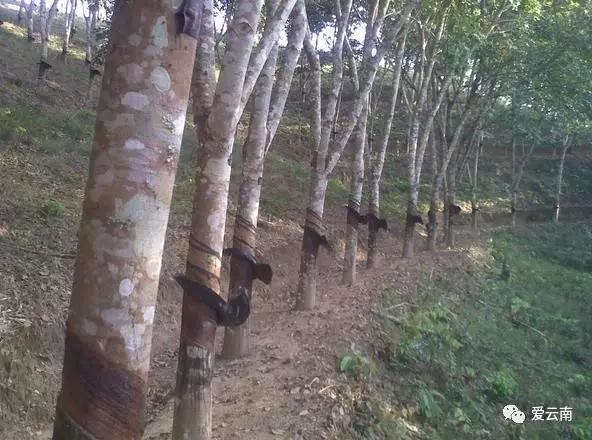 在美丽的西双版纳领略异域风情,美丽的西双版纳体验异国风情