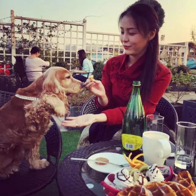 长沙宠物蜥蜴品种有哪些,别人家养的宠物蜥蜴食肉动物