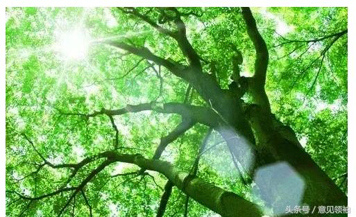 新冠红眼病有什么症状,羔羊红眼病的症状及治疗