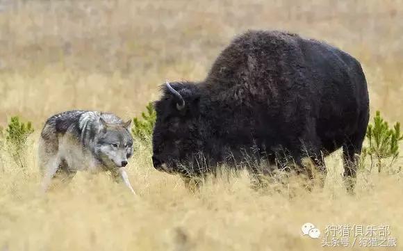 全球最具吸引力的狩猎圣地，加入高人一等的国际猎人组织！