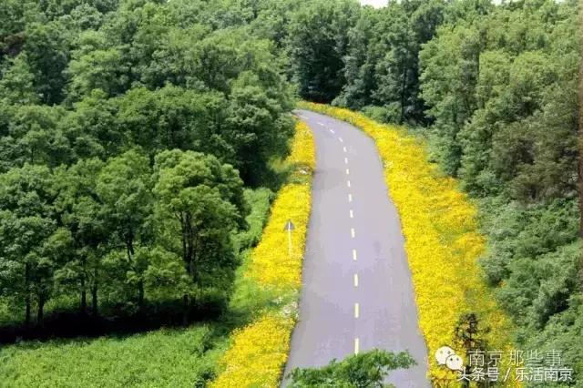 南京梅花赏花游记,好玩的摘草莓胜地打卡