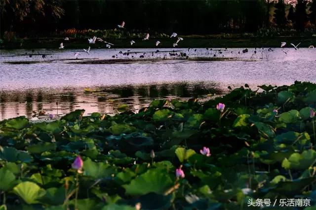 南京梅花赏花游记,好玩的摘草莓胜地打卡