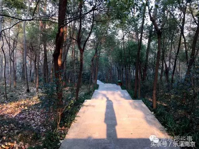 南京梅花赏花游记,好玩的摘草莓胜地打卡