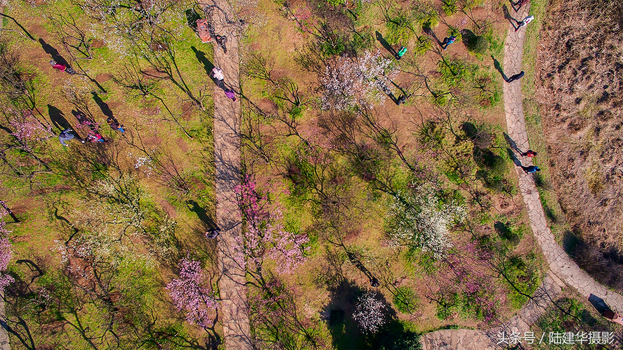 无锡梅园,春风十里不如你