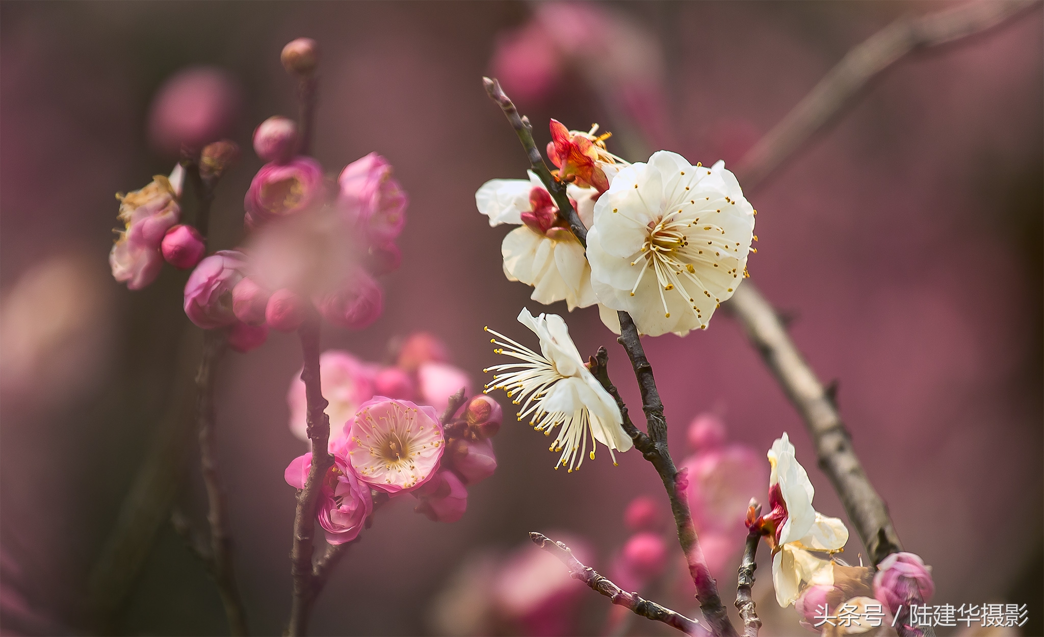 无锡梅园,春风十里不如你