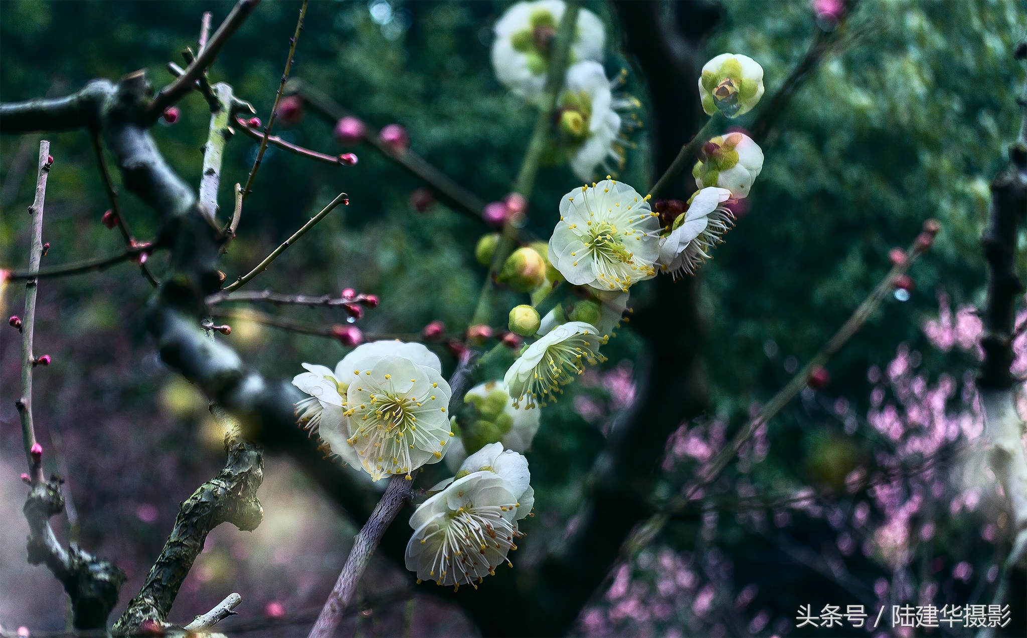 无锡梅园,春风十里不如你