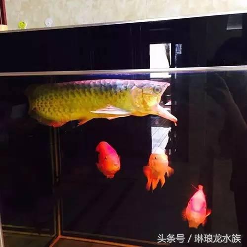 龙鱼嘴张不大什么原因,龙鱼嘴巴合不上怎么办