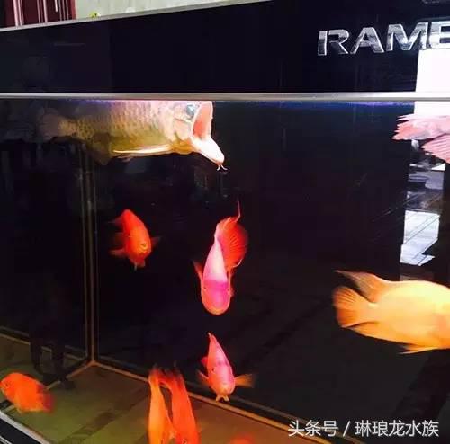 龙鱼嘴张不大什么原因,龙鱼嘴巴合不上怎么办