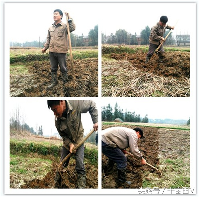 和荸荠口感相似的水生植物,荸荠农业种植