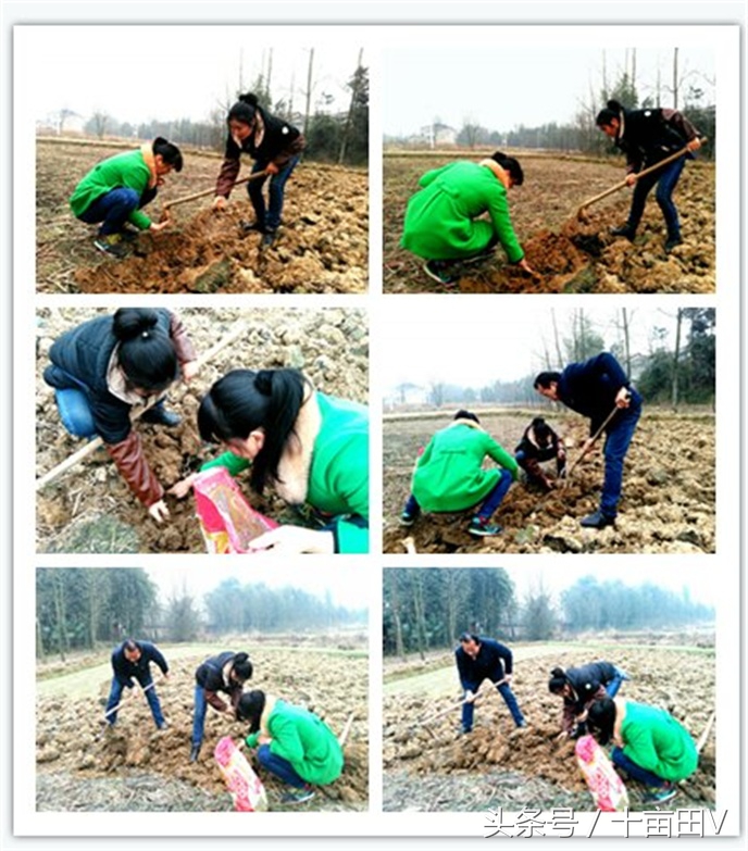 和荸荠口感相似的水生植物,荸荠农业种植