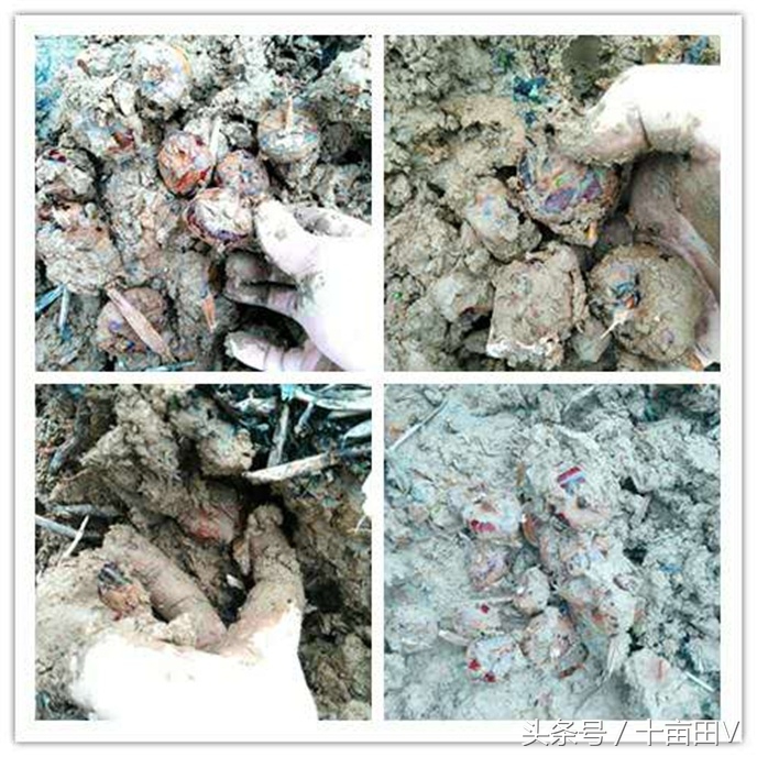 和荸荠口感相似的水生植物,荸荠农业种植