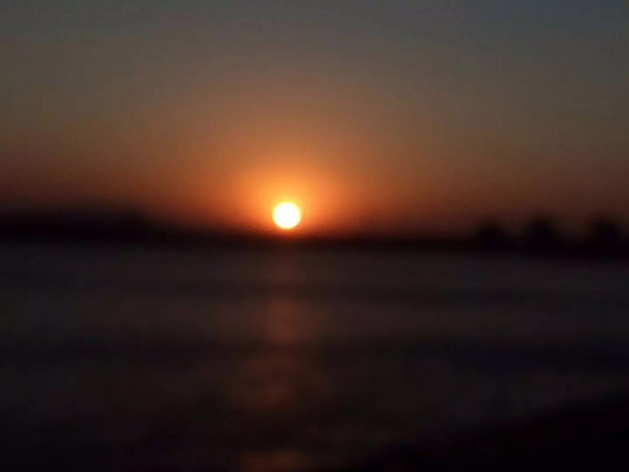 山语散话月季,山语后续