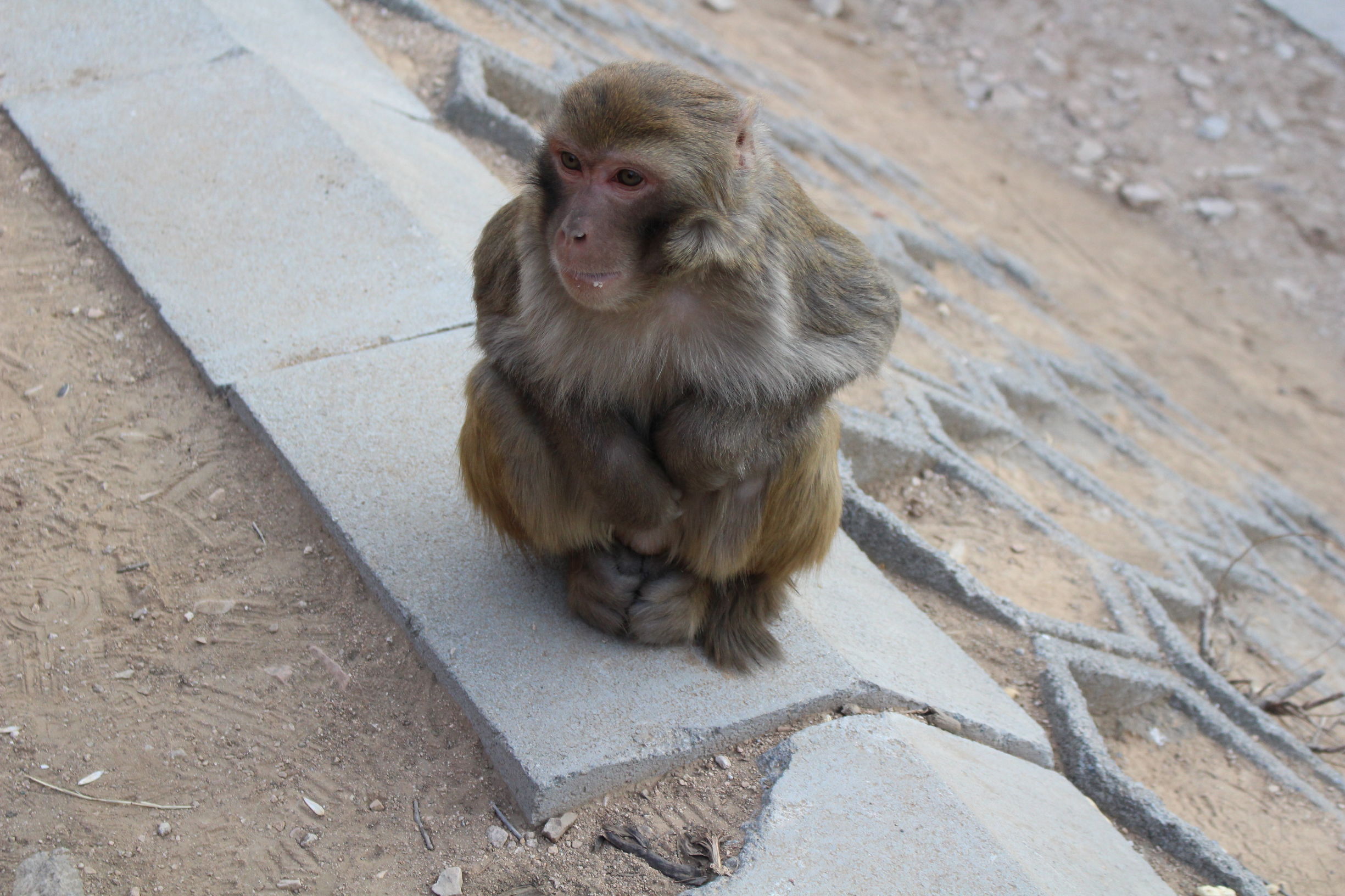 带你一起游北京,大兴野生动物园和八达岭哪个好玩