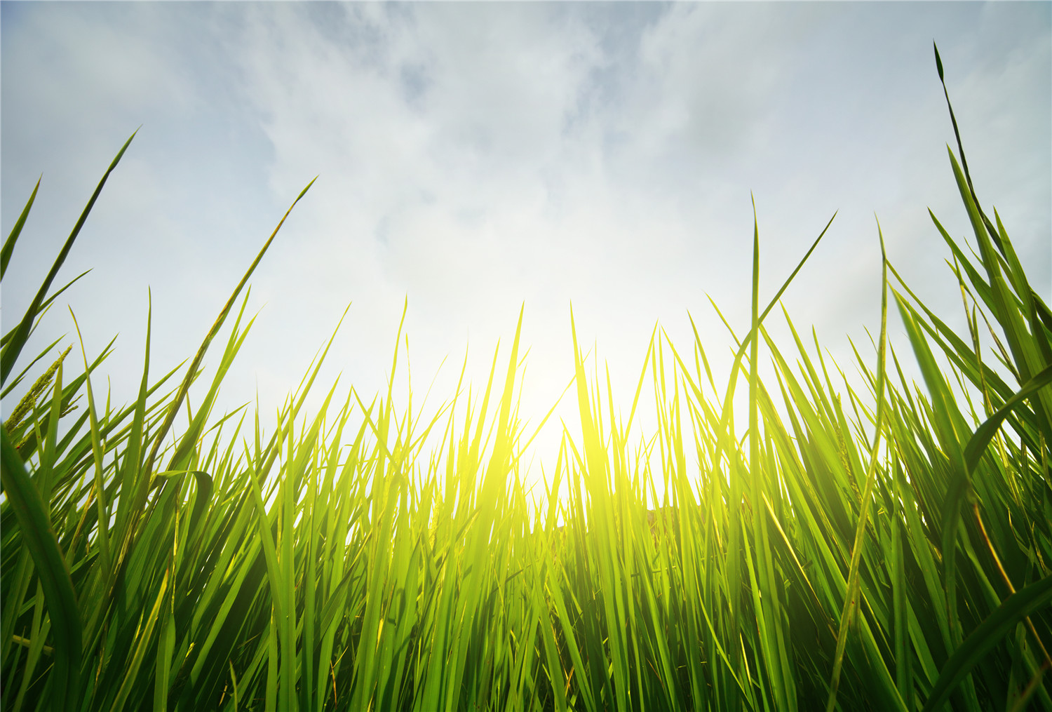 日本的西瓜为什么500块一个,日本方形西瓜是怎么种出来的