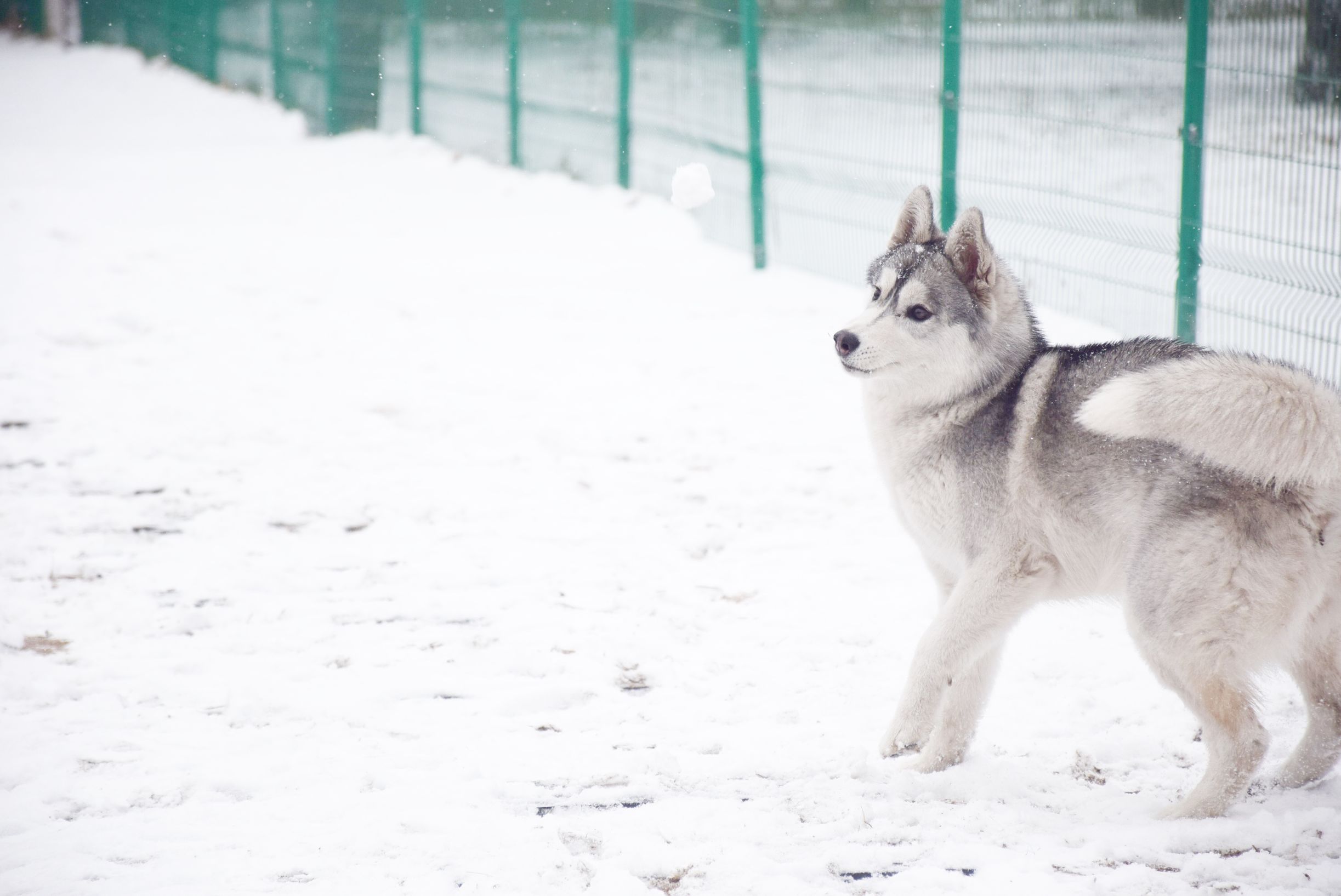 北京下大雪网友家里的雪橇二傻遇到雪做的第一件事是这样