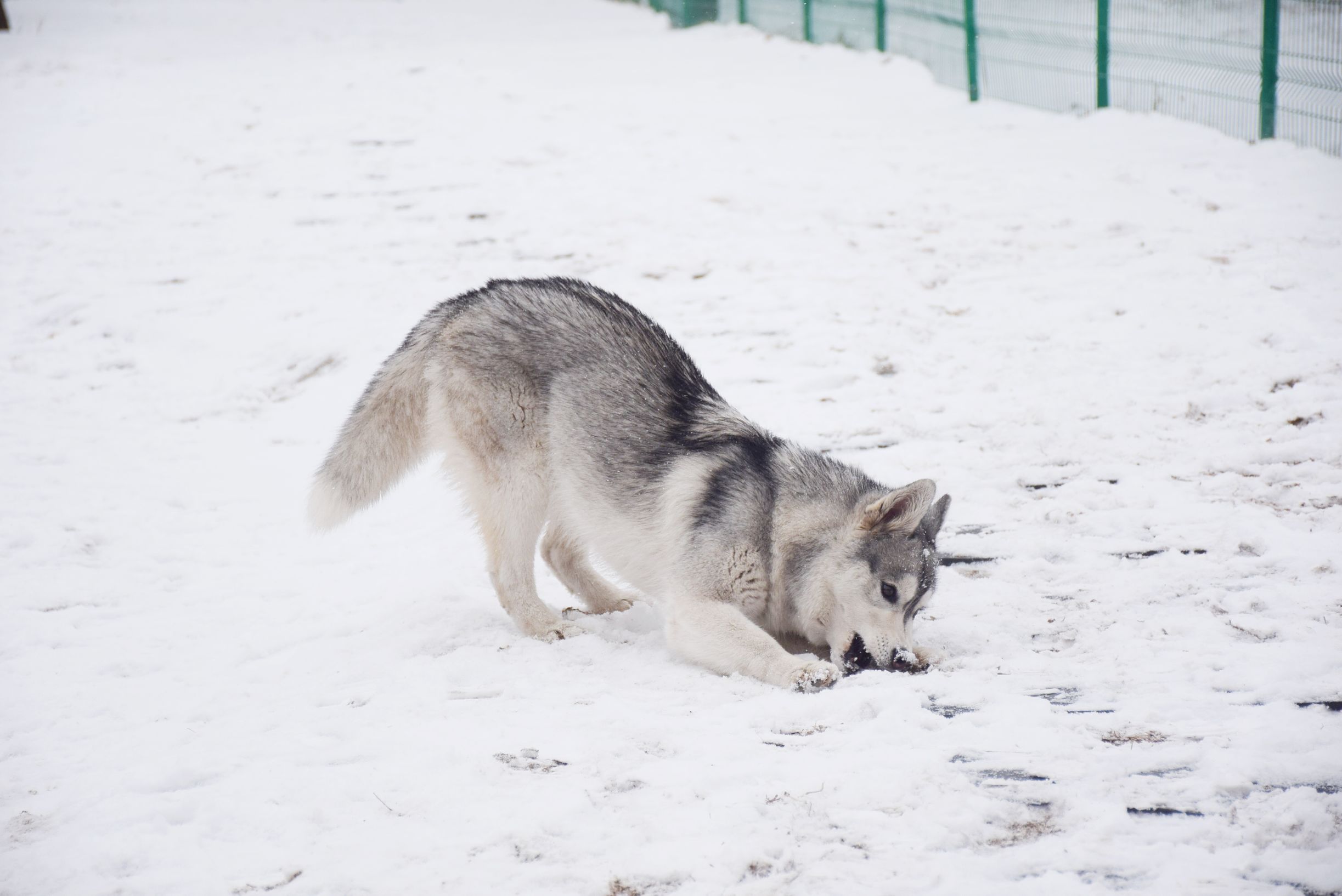 北京下大雪网友家里的雪橇二傻遇到雪做的第一件事是这样