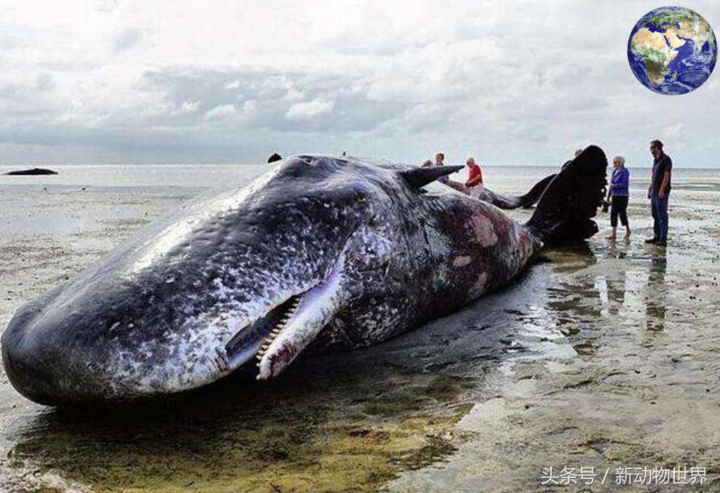 比黄金还贵的动物粪便,非常贵的动物粪便