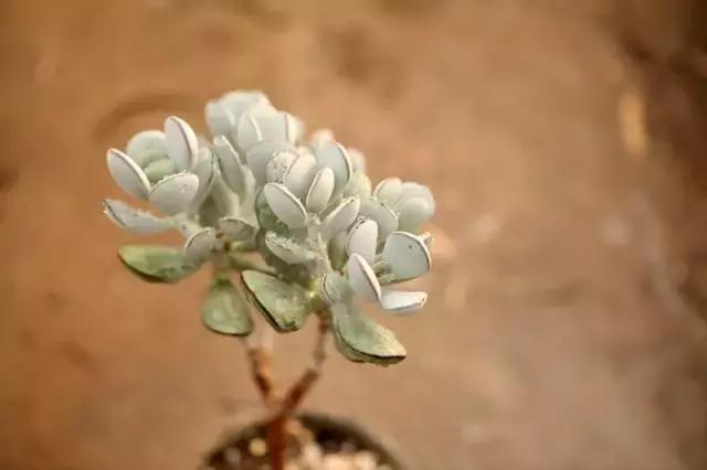 多肉专用工具大全,种多肉工具铲子