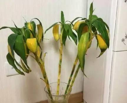 植物黄叶怎么补救,植物老黄叶该怎么养