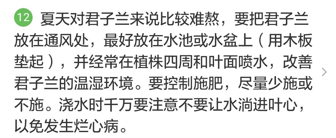 君子兰掉的小根能繁殖吗,君子兰繁殖不分盆好看吗