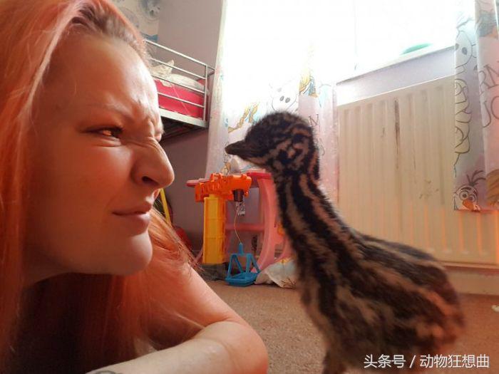 女孩买回一只鸡蛋,女子买3箱鸡蛋出一只小鸡