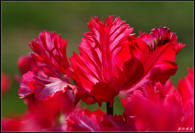 郁金香花卉摆放,郁金香花卉基地