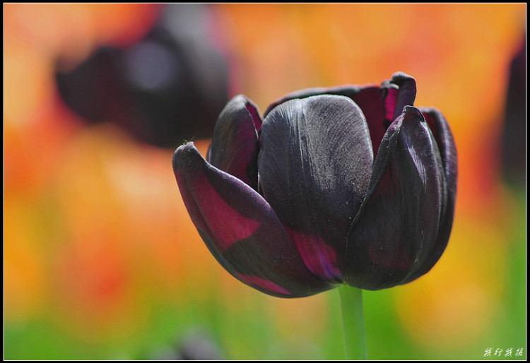 郁金香花卉摆放,郁金香花卉基地