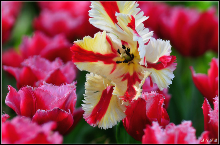 郁金香花卉摆放,郁金香花卉基地