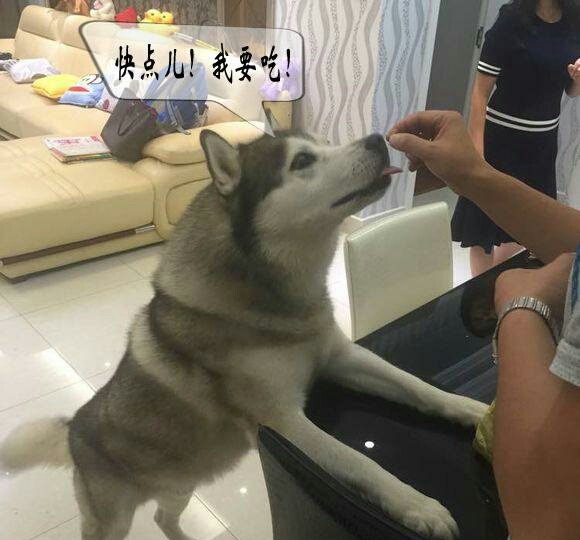 狗狗吃板栗好不好,狗狗爱吃栗子怎么办