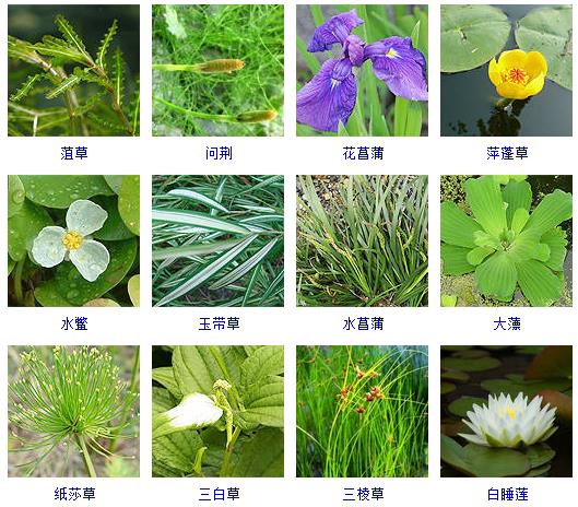 可以水养的常见的草,可以水养观赏的蔬菜